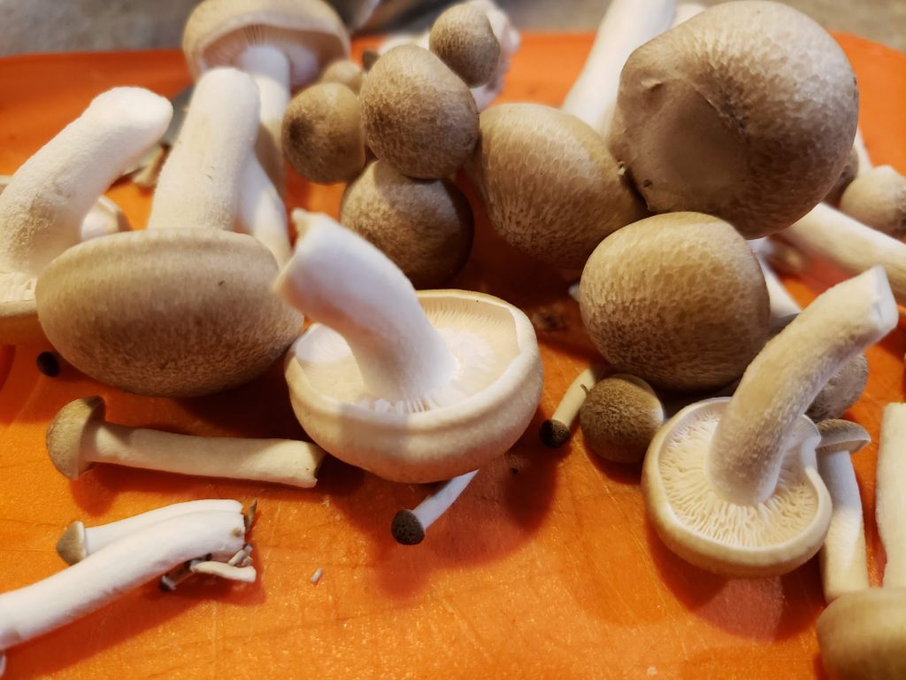 Beech mushrooms ready for ramen.