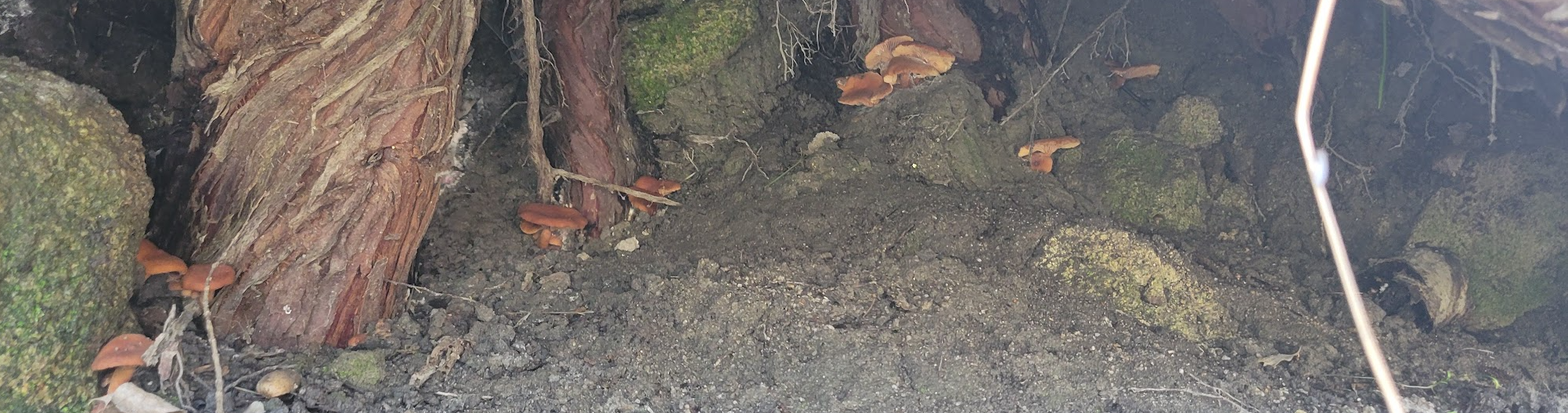 mushrooms growing under tree roots
